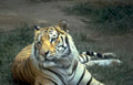 tiger grass eyes Vintage A4 Photo Print