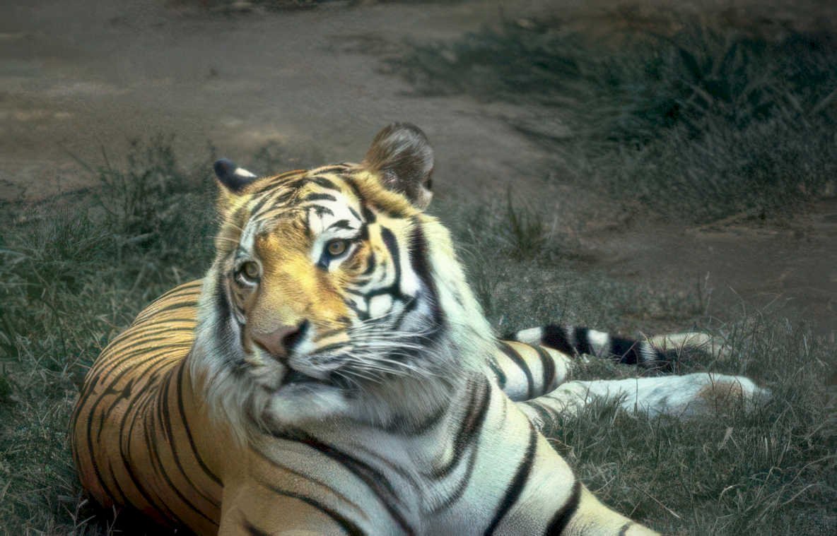tiger grass eyes Vintage A4 Photo Print