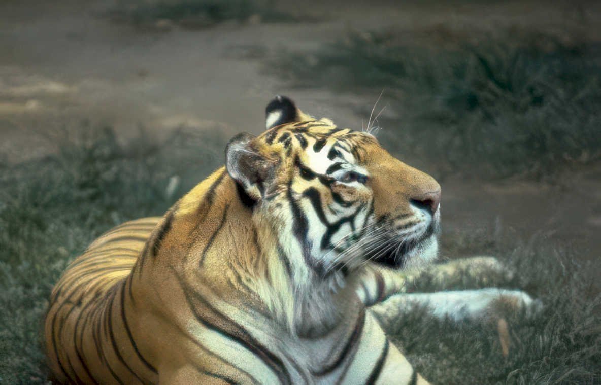 tiger grass head Vintage A4 Photo Print