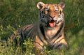 tiger grass jungle 1980s 1990s A4 Photo Print