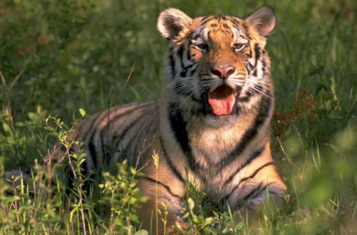 tiger grass jungle 1980s 1990s A4 Photo Print