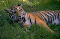 tiger grass sunlight 1980s 1990s A4 Photo Print