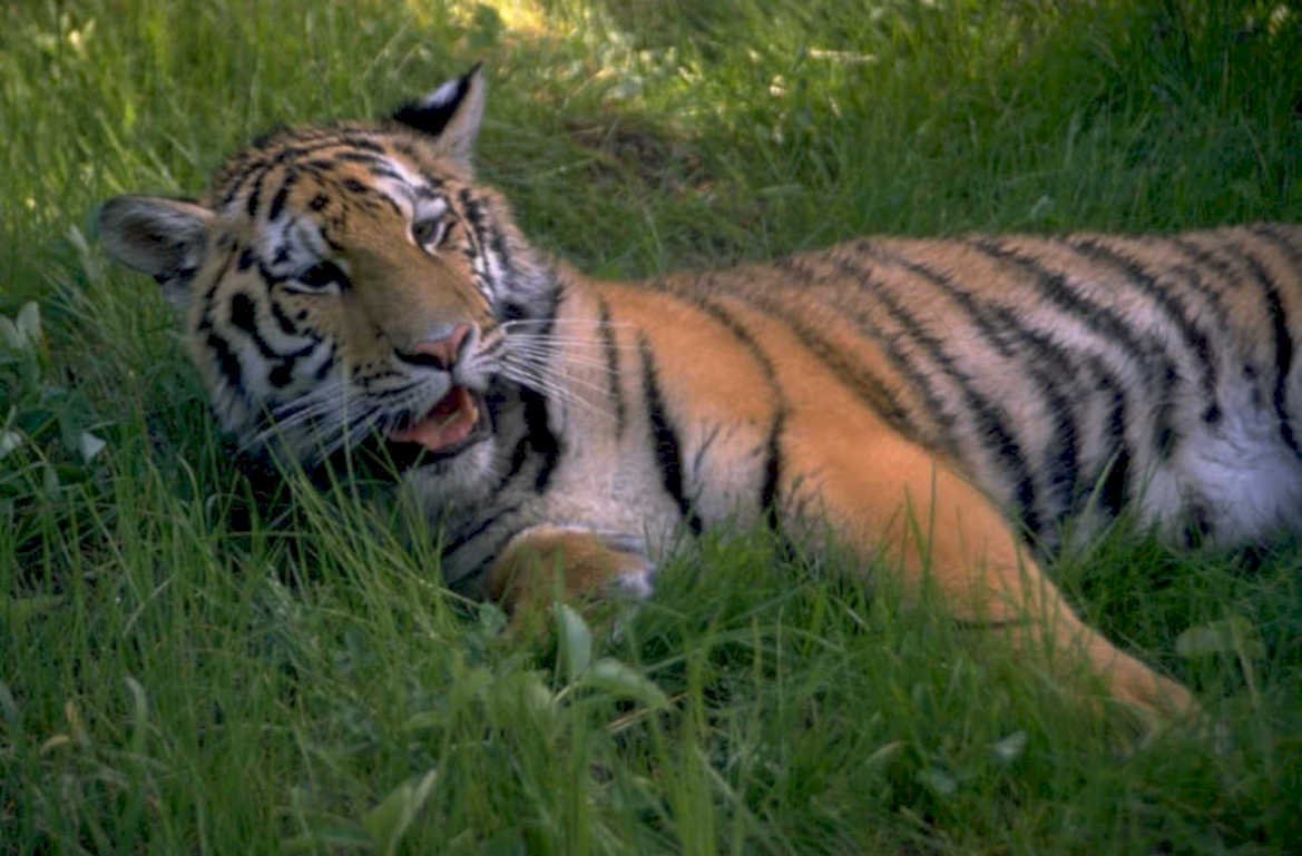 tiger grass sunlight 1980s 1990s A4 Photo Print