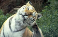 tiger head scratch Vintage A4 Photo Print