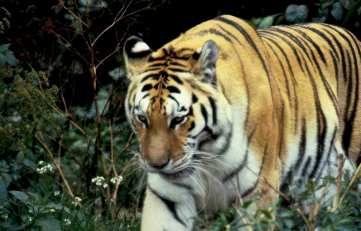 tiger jungle flowers Vintage A4 Photo Print