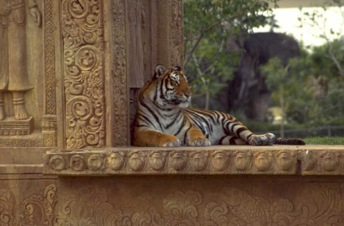 tiger ledge 1980s 1990s A4 Photo Print