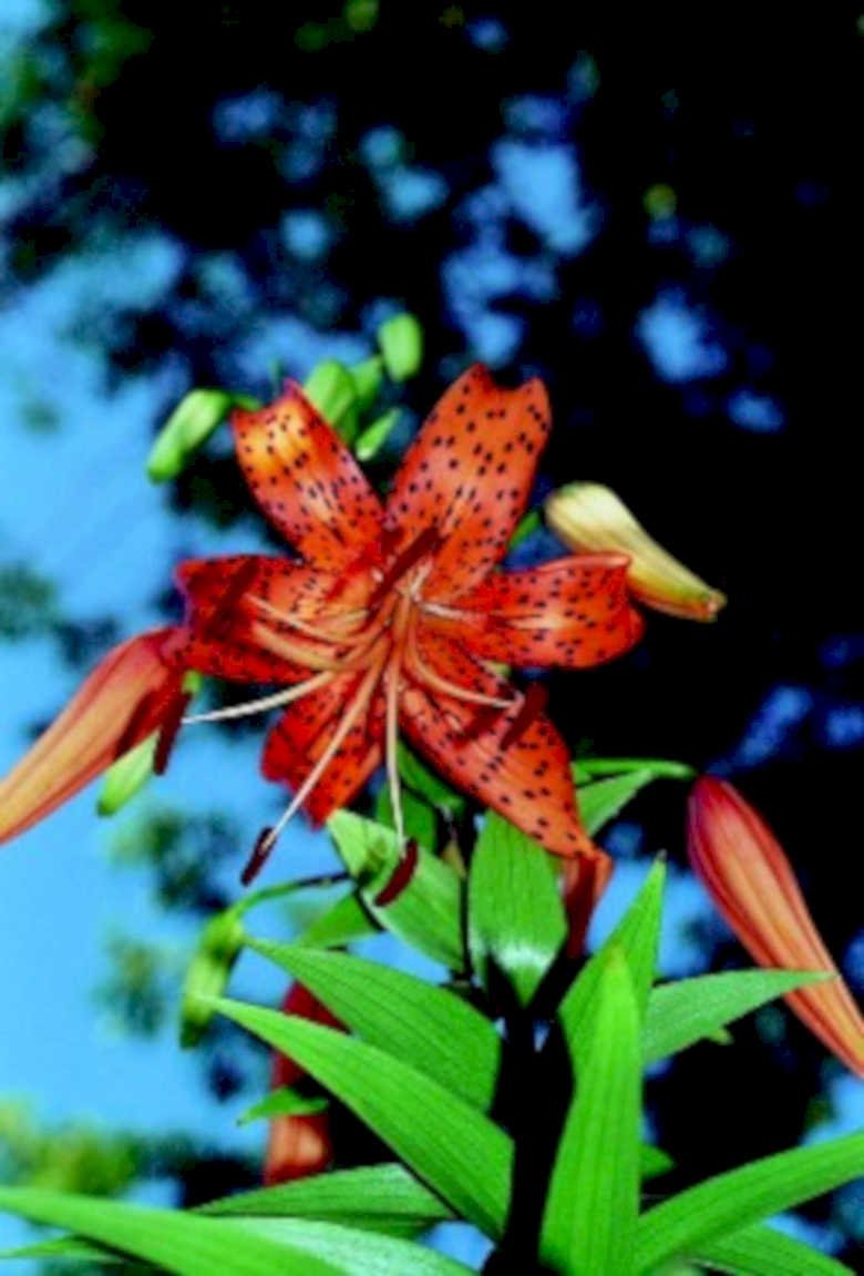 tiger lily flower1980s 1990s A4 Photo Print