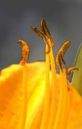 tiger lily stamens Vintage A4 Photo Print
