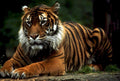 tiger log forest1980s 1990s A4 Photo Print