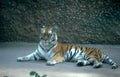 tiger paws concrete Vintage A4 Photo Print
