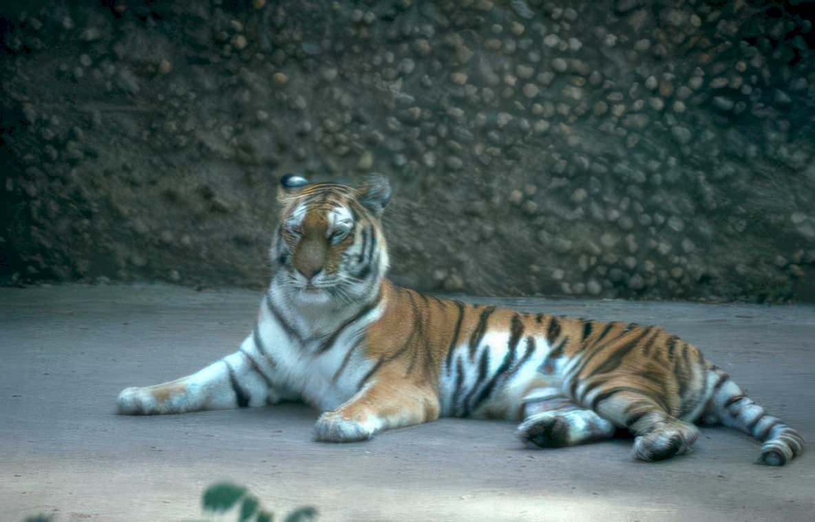 tiger paws concrete Vintage A4 Photo Print