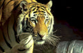 tiger portrait Vintage A4 Photo Print