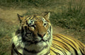 tiger portrait bengal 2 Vintage A4 Photo Print