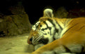 tiger portrait habitat Vintage A4 Photo Print