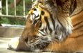 tiger portrait shade Vintage A4 Photo Print