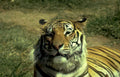 tiger portrait wildlife 1 Vintage A4 Photo Print