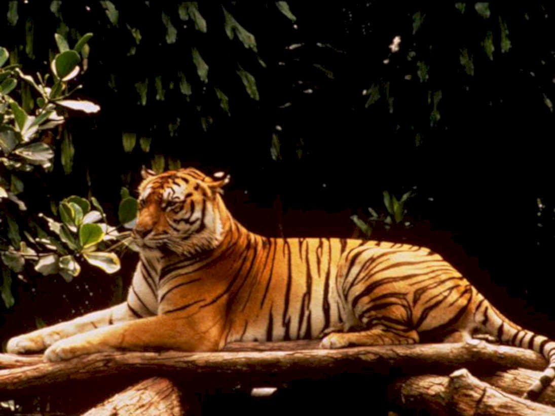 tiger rainforest log1980s 1990s A4 Photo Print