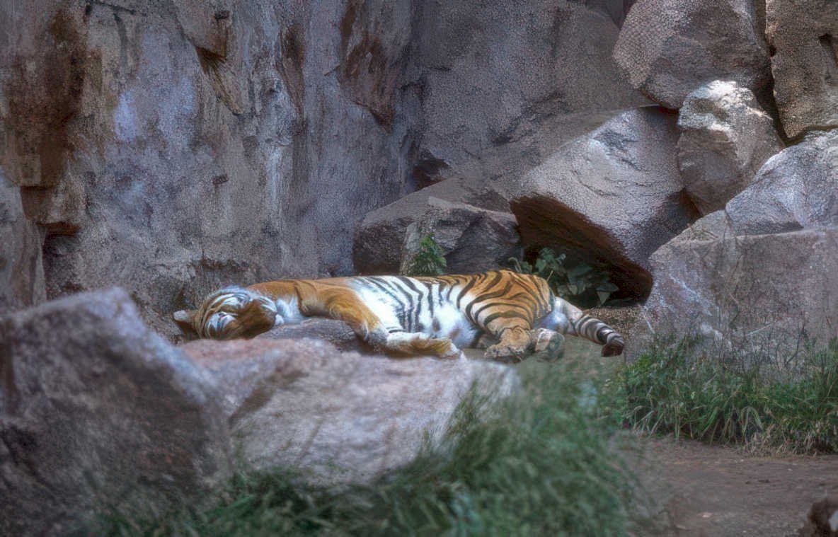 tiger rock grass Vintage A4 Photo Print