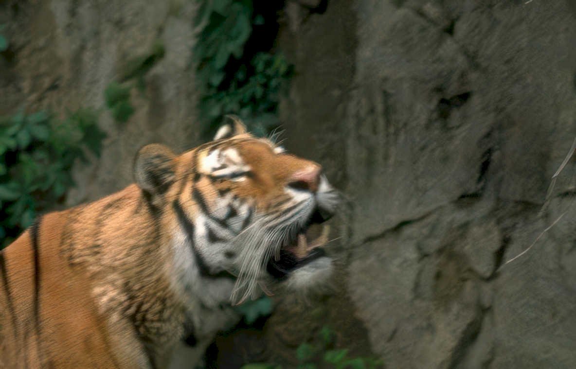 tiger rock web Vintage A4 Photo Print