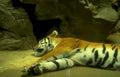 tiger sleeping boulders Vintage A4 Photo Print