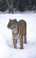 tiger snow bengal 1980s 1990s A4 Photo Print 42