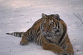 tiger snow bengal 1980s 1990s A4 Photo Print