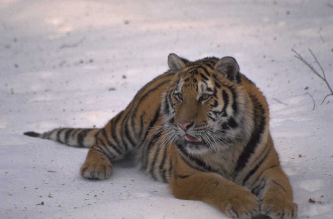tiger snow bengal 1980s 1990s A4 Photo Print