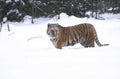 tiger snow siberia 1980s 1990s A4 Photo Print