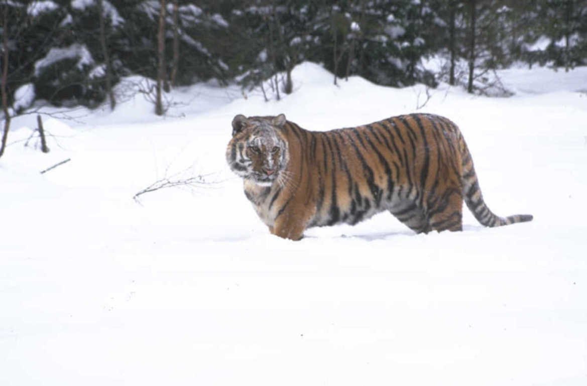 tiger snow siberia 1980s 1990s A4 Photo Print