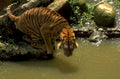 tiger stream rocks 1980s 1990s A4 Photo Print