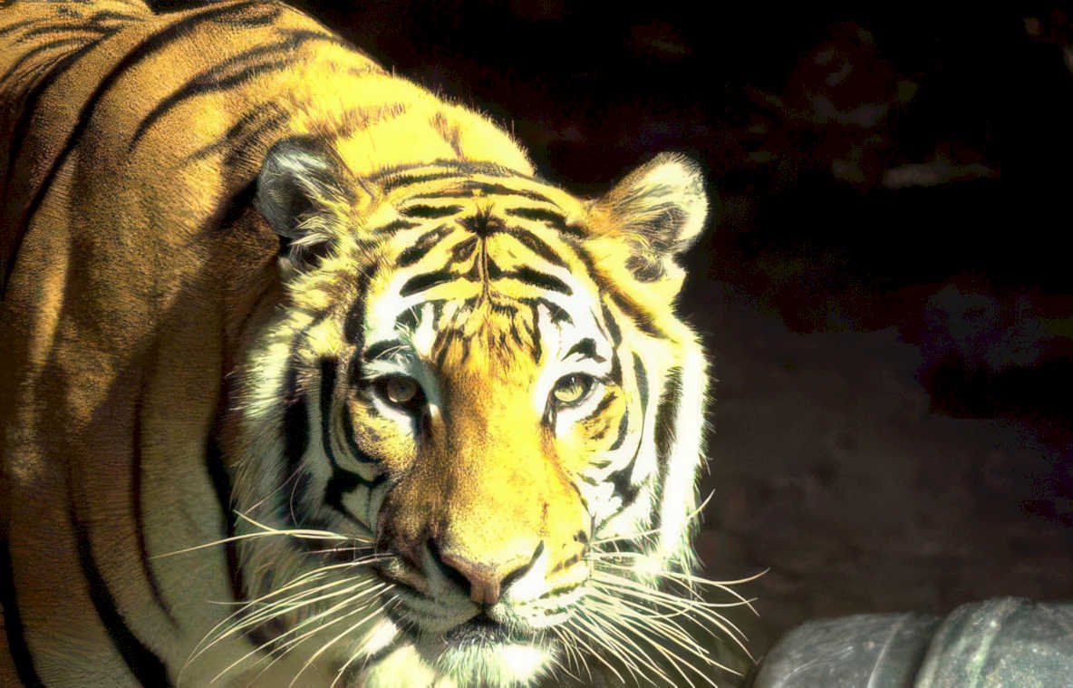 tiger stripes jungle Vintage A4 Photo Print