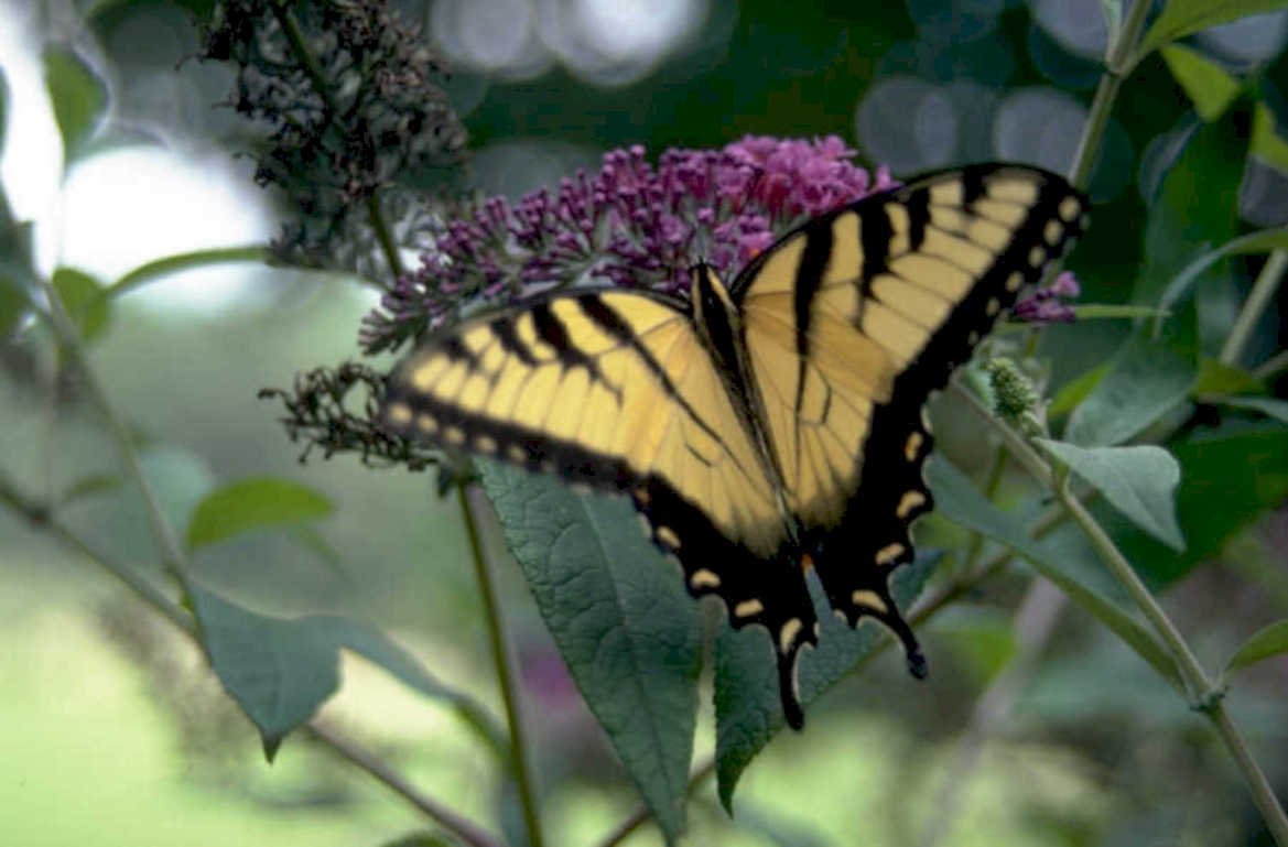 tiger swallowtail flower 1980s 1990s A4 Photo Print