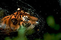 tiger swimming jungle1980s 1990s A4 Photo Print