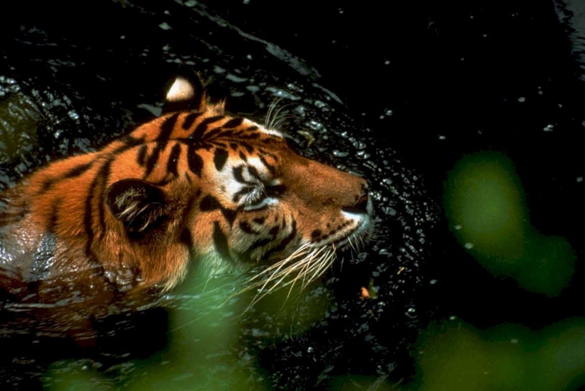 tiger swimming jungle1980s 1990s A4 Photo Print