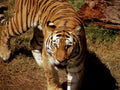 tiger walking1980s 1990s A4 Photo Print