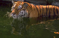 tiger water reflection 1980s 1990s A4 Photo Print
