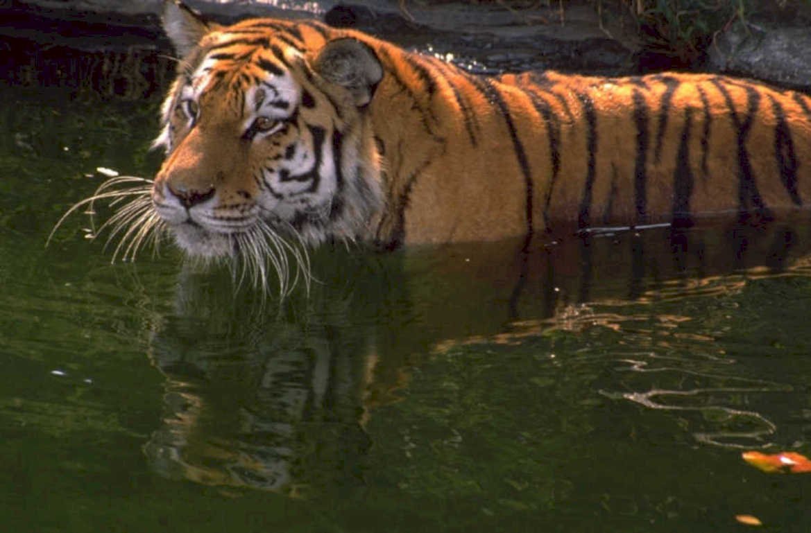 tiger water reflection 1980s 1990s A4 Photo Print
