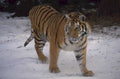 tiger winter snow 1980s 1990s A4 Photo Print