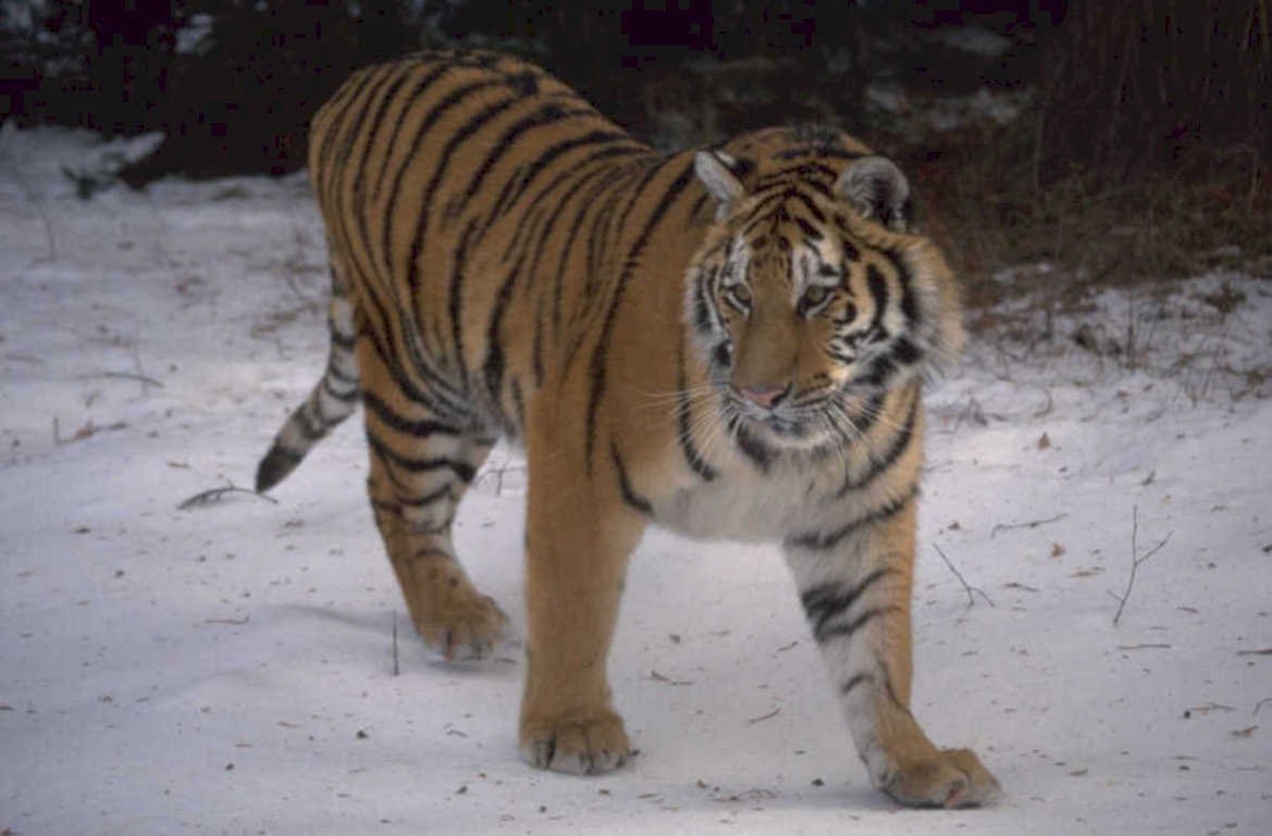 tiger winter snow 1980s 1990s A4 Photo Print