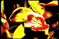 tigercub yellowred closeup Vintage A4 Photo Print