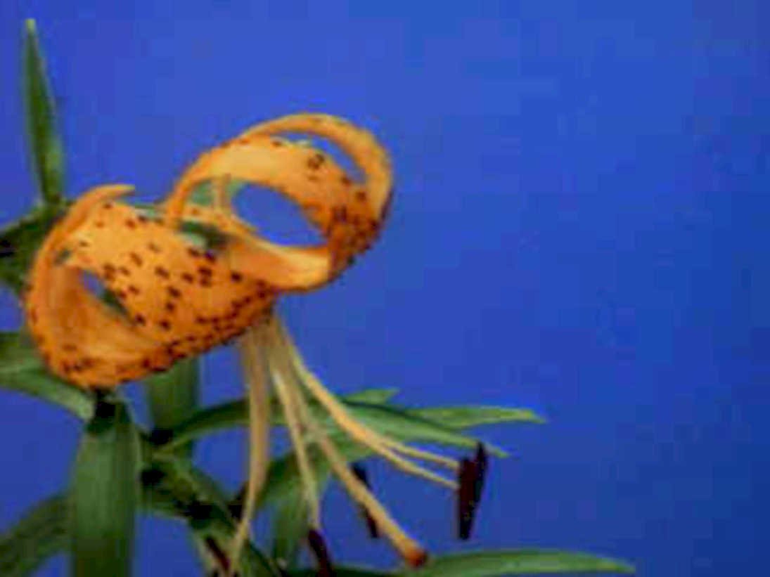 tigerlily orange bluebackground1980s 1990s A4 Photo Print
