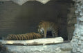 tigers cave log Vintage A4 Photo Print
