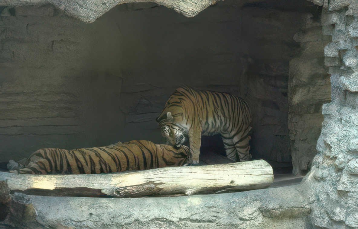 tigers cave log Vintage A4 Photo Print