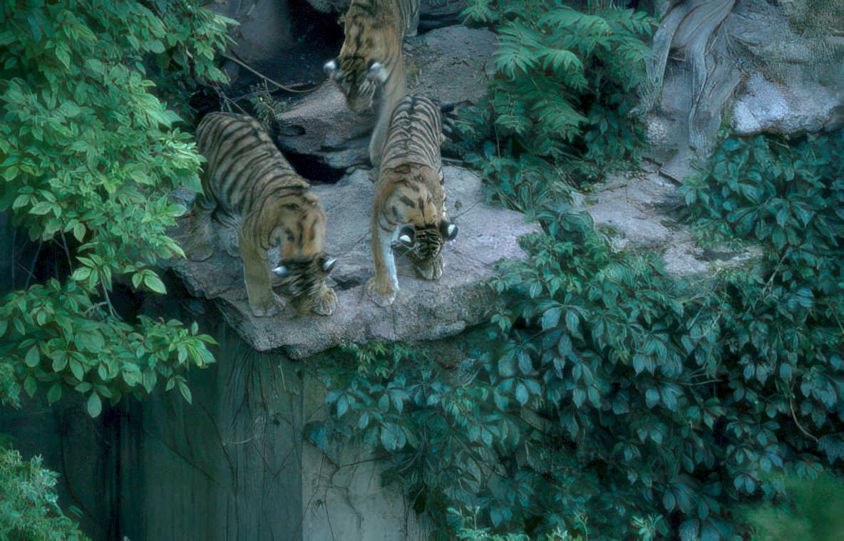 tigers cliffside foliage Vintage A4 Photo Print