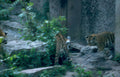 tigers concrete foliage Vintage A4 Photo Print