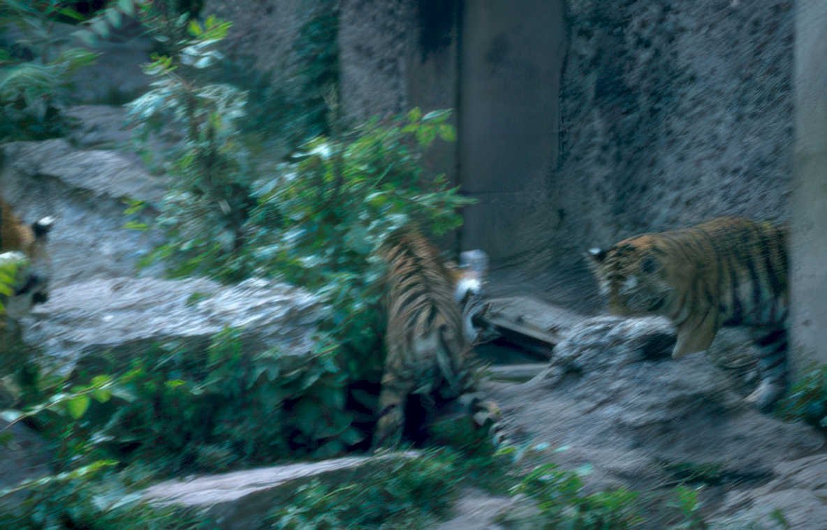 tigers concrete foliage Vintage A4 Photo Print