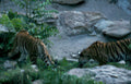 tigers grass willow Vintage A4 Photo Print