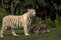 tigers green foliage 1980s 1990s A4 Photo Print