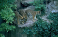 tigers outcrop foliage Vintage A4 Photo Print