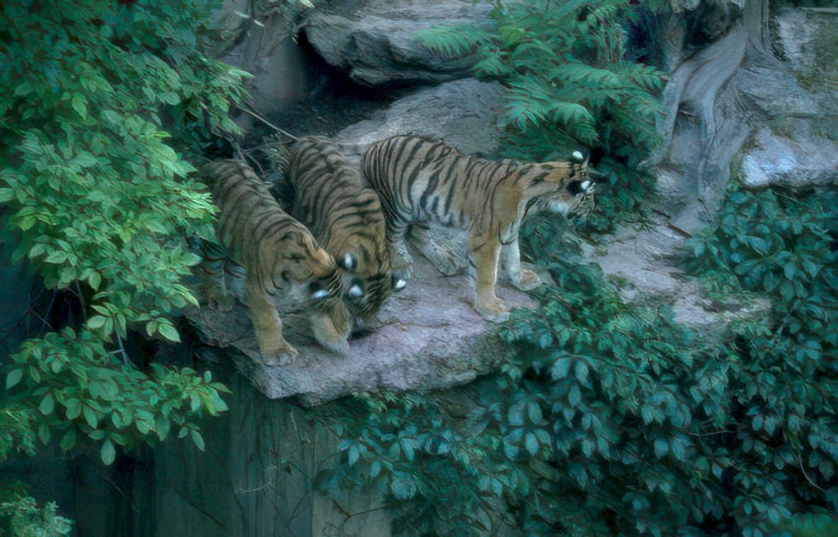 tigers outcrop foliage Vintage A4 Photo Print